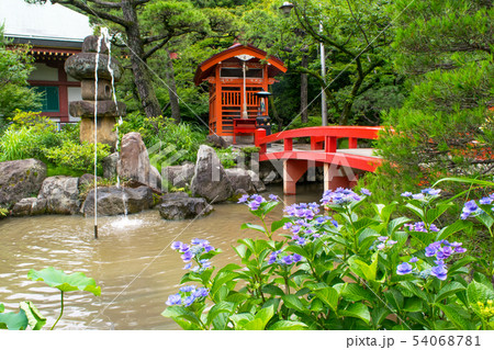 東京都　日野市　高幡不動尊　弁天堂　あじさい祭りの風景 54068781
