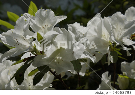 白色　つつじの花 54068793