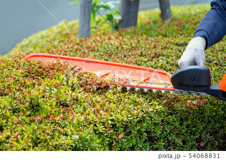 植木屋の剪定作業 54068831