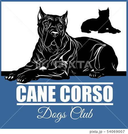 Cane Corso - vector illustration for t-shirt, logo and template badges Cane Corso - vector illustration for t-shirt, logo and template badges 54069007