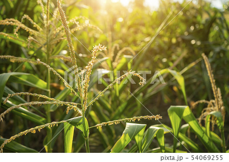 Close up pollen of corn flower with sunlight Close up pollen of corn flower with sunlight 54069255