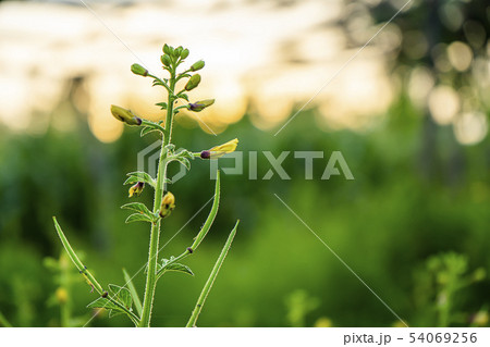 Yellow Asian Spider flower. Yellow Asian Spider flower. 54069256