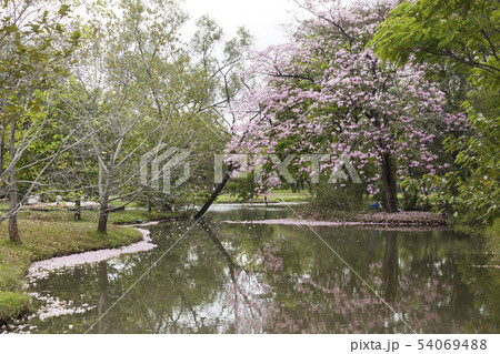 Tabebuia rosea is a Pink Flower beside the lake. 54069488