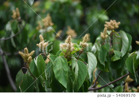 アカメガシワの雌花 54069570
