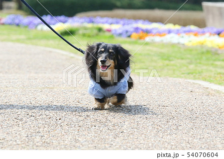 ミニチュアダックスのお散歩 54070604