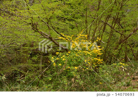 夕やけ小やけふれあいの里の春はこんな感じ 八王子市 夕やけ小やけふれあいの里の春はこんな感じ 八王子市 54070693
