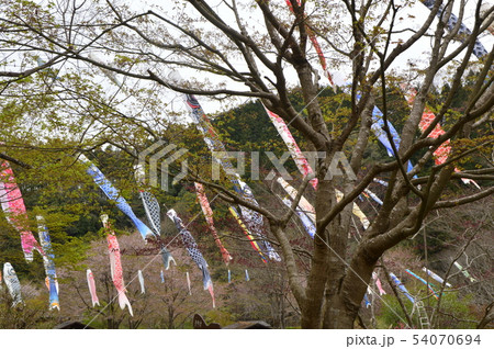 夕やけ小やけふれあいの里の春はこんな感じ　八王子市 54070694