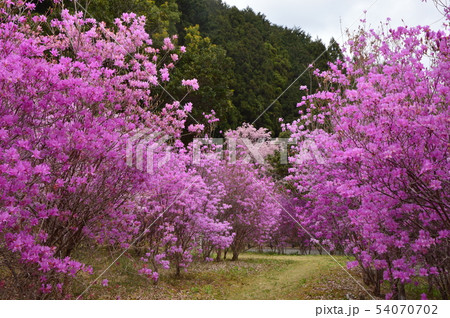 夕やけ小やけふれあいの里の春はこんな感じ 八王子市 夕やけ小やけふれあいの里の春はこんな感じ 八王子市 54070702