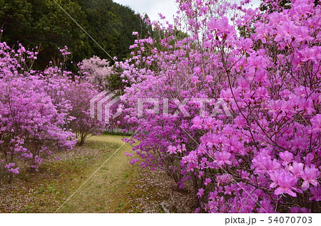 夕やけ小やけふれあいの里の春はこんな感じ 八王子市 夕やけ小やけふれあいの里の春はこんな感じ 八王子市 54070703