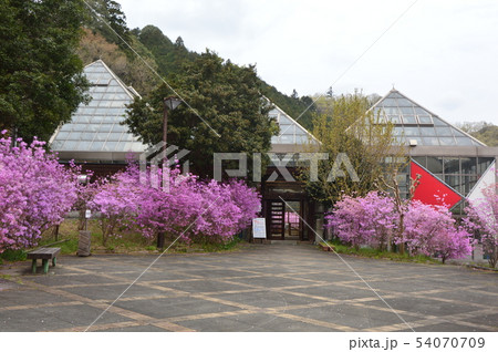 夕やけ小やけふれあいの里の春はこんな感じ　八王子市 54070709