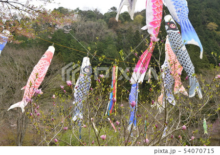 夕やけ小やけふれあいの里の春はこんな感じ　八王子市 54070715