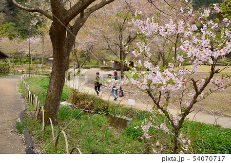 夕やけ小やけふれあいの里の春はこんな感じ　八王子市 54070717