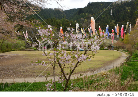 夕やけ小やけふれあいの里の春はこんな感じ　八王子市 54070719