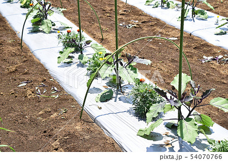 ナス畑 54070766