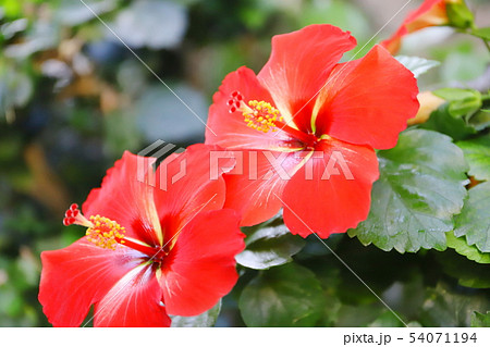 ハワイ 赤いハイビスカスの花 ハワイ 赤いハイビスカスの花 54071194