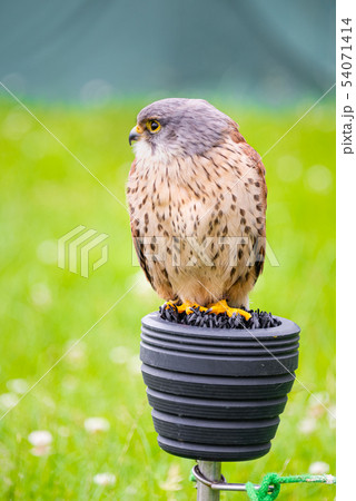 A captive kestrel perching A captive kestrel perching 54071414