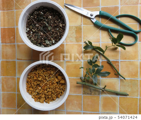 挿し木の準備 54071424