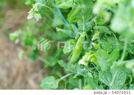 グリンピース 豆類 農家 農業 TPP 野菜の収穫 畑作業 グリンピース 豆類 農家 農業 TPP 野菜の収穫 畑作業 54072011
