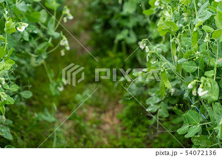 豆類 豆類 54072136