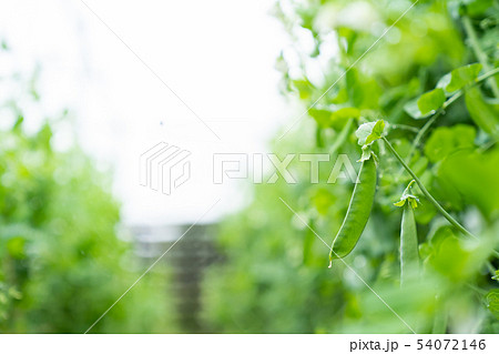 豆類 54072146
