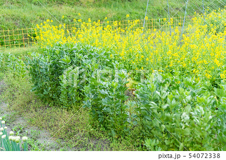 ソラマメ 蚕豆 ソラマメ 蚕豆 54072338