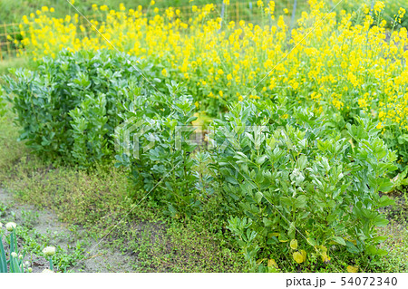 ソラマメ　蚕豆 54072340