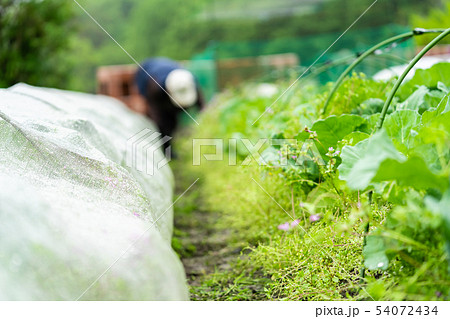 キャベツ　野菜　きゃべつ　農家　農業　TPP　葉物野菜　 54072434