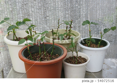 薔薇の挿し木 薔薇の挿し木 54072516