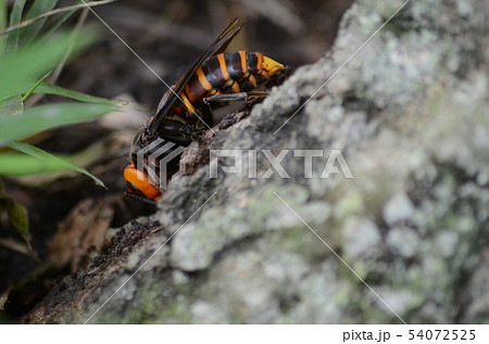 昆虫　スズメバチ 54072525