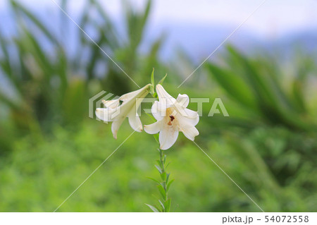 the Selective focus at the lily flower stamens. the Selective focus at the lily flower stamens. 54072558