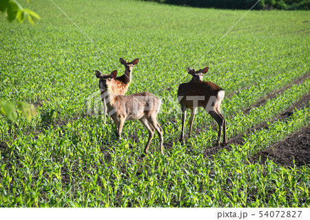 鹿ちゃん3頭 54072827