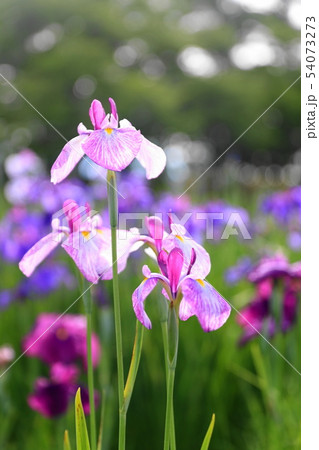 明るく爽やかなハナショウブの花 54073273