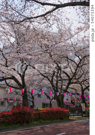 播磨坂の桜 54073394