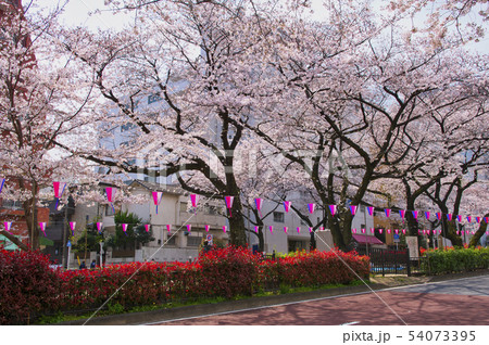 播磨坂の桜 54073395