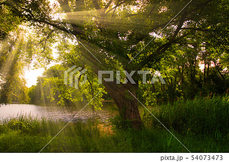 Beautiful foggy spring dawn on a field with trees Beautiful foggy spring dawn on a field with trees 54073473