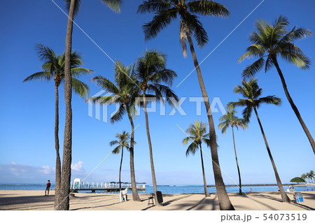 ハワイのヤシの木 ハワイのヤシの木 54073519