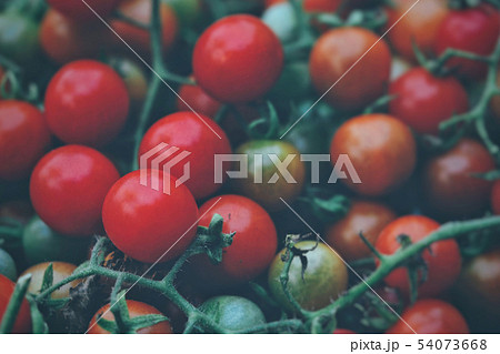 Fresh tomatos in farm in the morning. 54073668