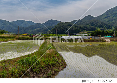 田植え ノン 田畑 54075321