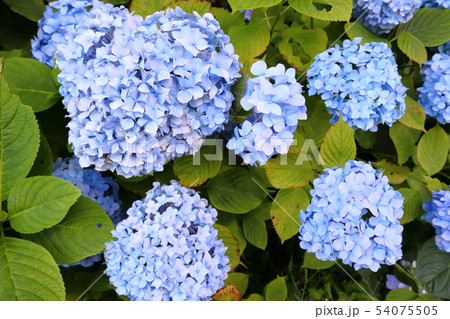 紫陽花　水色 54075505