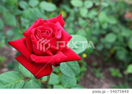 バラ バラの花 花 54075849