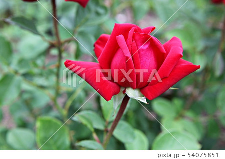 バラ バラの花 花 54075851