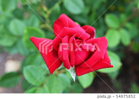 バラ バラの花 花 54075852