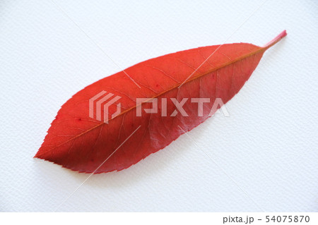 ベニカナメモチの葉 54075870