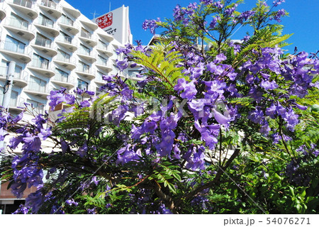 熱海のジャカランダの花 54076271