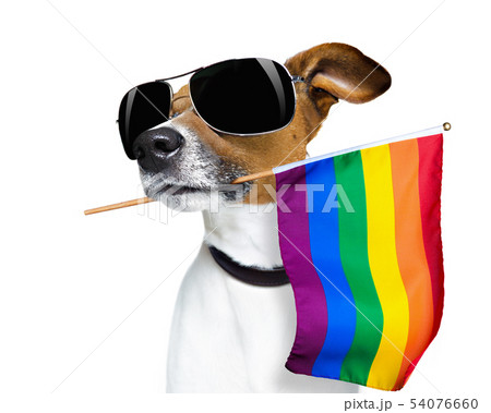 gay pride dog 54076660