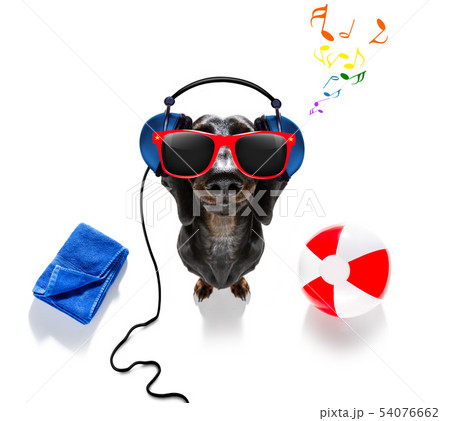 summer vacation holiday dog summer vacation holiday dog 54076662