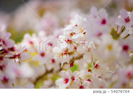 美しく咲き誇る満開の桜の中心をクローズアップ 背景 美しく咲き誇る満開の桜の中心をクローズアップ 背景 54076704