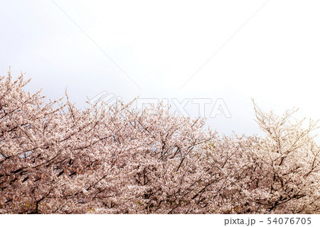 空のコピースペースと美しく咲き誇る満開の桜 空のコピースペースと美しく咲き誇る満開の桜 54076705