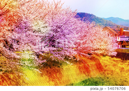 美しく満開に咲き誇る沢山の桜と石壁と空をカラフルに表現する 美しく満開に咲き誇る沢山の桜と石壁と空をカラフルに表現する 54076706