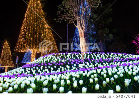沖縄　東南植物楽園　ライトアップの花々　イルミネーション 54077041